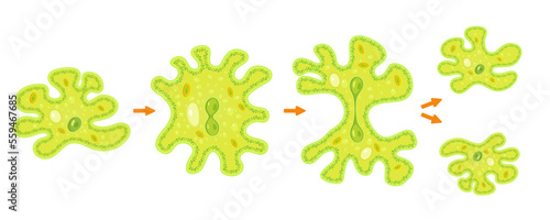 Amoeba binary fission infographic.Reproduction of simplest bacteria. Formation of unicellular organisms.