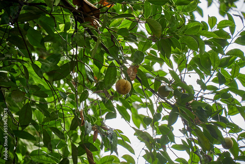 The nutmeg tree grows and bears fruit
