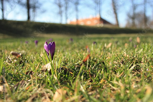 Wiosna. Krokus w zielonej trawie, w oddali budynek i drzewa. Wiosna w parku