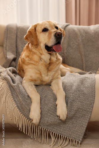 Cute Golden Labrador Retriever on couch in living room