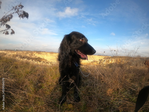 pies na pięknym tle kopalni i chmur w styczniowe słoneczne popołudnie 