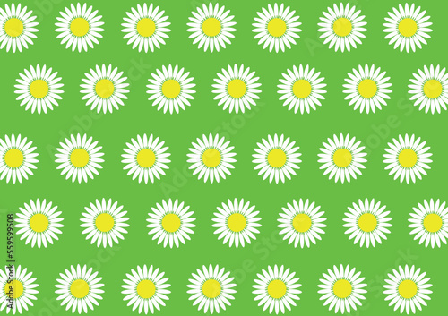 Illustration of the background of a meadow with a pattern of white daisies. Floral backgrounds spring green wallpaper with flowers in vector and jpg.
