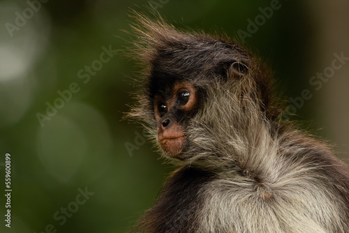 Funny cute Yukatan spider monkey in jungles, profile look.