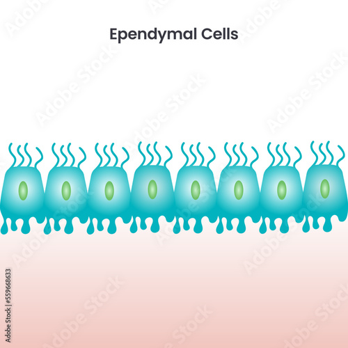 Ependymal Cells scientific vector illustration background