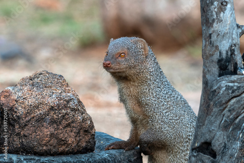 Indian grey mongoose or Urva edwardsii observed in Hampi, India