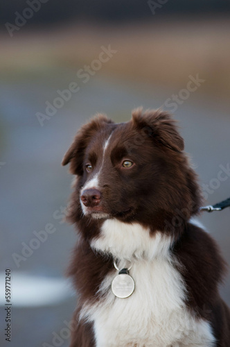 Border collie, pies na spacerze, komendy do psa, tresowany pies, rasowy piękny border collie