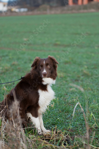 Border collie, pies na spacerze, komendy do psa, tresowany pies, rasowy piękny border collie