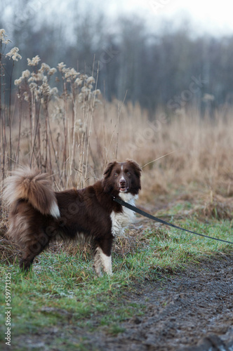 Border collie, pies na spacerze, komendy do psa, tresowany pies, rasowy piękny border collie