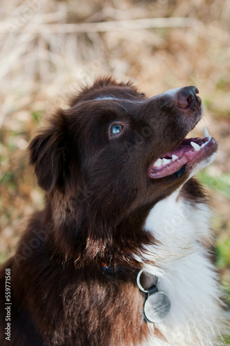 Border collie, pies na spacerze, komendy do psa, tresowany pies, rasowy piękny border collie