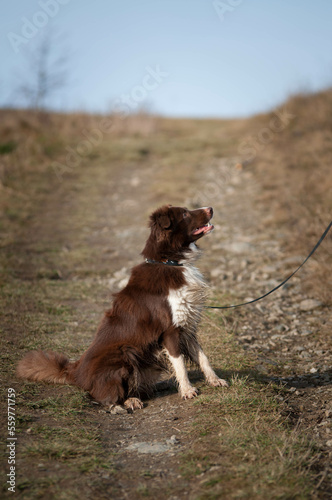 Border collie, pies na spacerze, komendy do psa, tresowany pies, rasowy piękny border collie