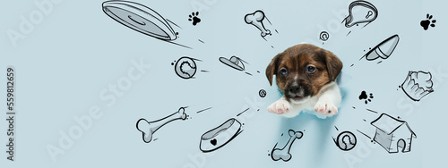 Little cute puppy dreaming about toys, bones, food, and new house. Collage with drawings, doodles. Animal, art, creativity concept. Banner