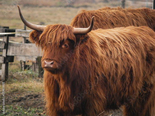 Scottish Highland cattle portait