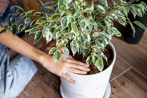 A young girl transplants a ficus into a large flower pot. Gardening, spring planting, houseplant care. concept of love for nature. Ecology and environment.
