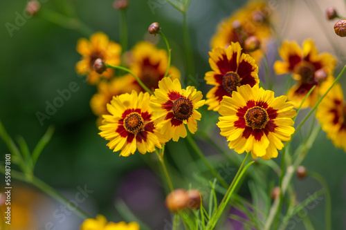 Creopsis tinctoria garden golden tickseed bright yellow and red flowers in bloom, calliopsis ornamental flowering plant