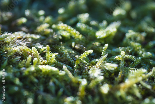 close up texture of moss on tree bark, macro shot