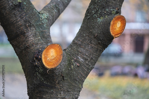 cut off dry branches on trees, a fresh mark on the trunk