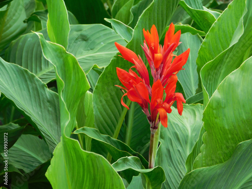 Red canna lily in foliage.