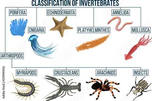Classification of invertebrates animals. Insect, arachnids, crustaceans, myriapods, mollusca. Education diagram of biology.
