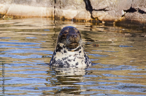 seal in water