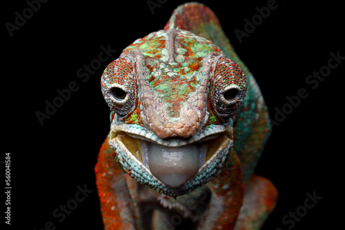 Closeup head panther chameleon ready catching insec