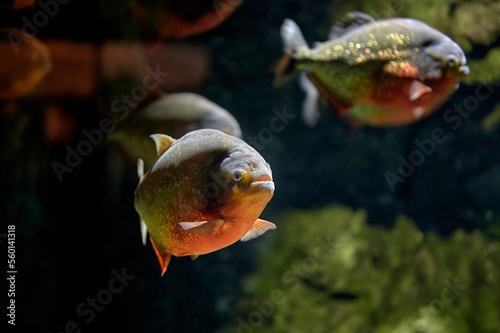 Red piranha or coicoa (Pygocentrus nattereri) fish swimming in fresh water among other specimens of its species.