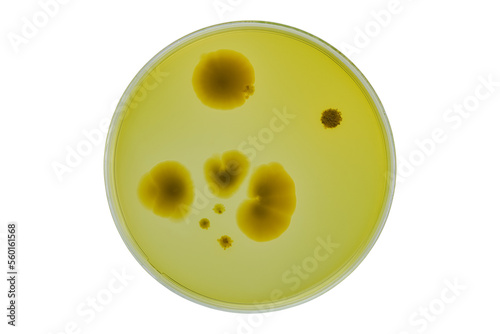 Petri dish or culture media with bacteria on white background with clipping, Test various germs, virus, Coronavirus, COVID-19, Microbial population count, Food science.