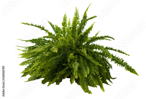 Cut out fern plant in a pot, home decoration isolated