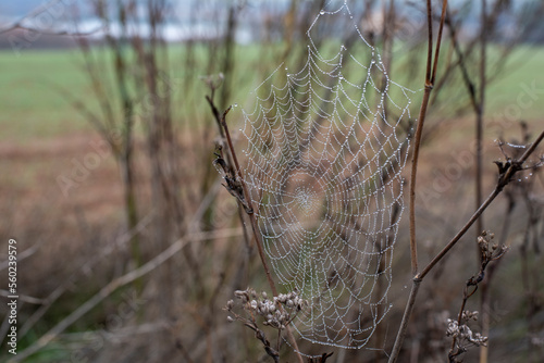 Detalle de una telaraña con gotas de rocío al amanecer