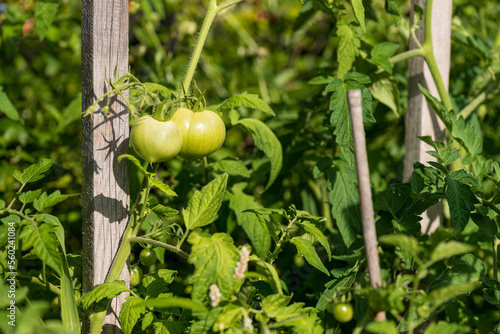 ekologiczne pomidory w przydomowej uprawie