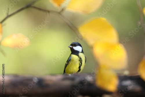 The great tit (Parus major), sýkora koňadra, close portrait in autumn leaves