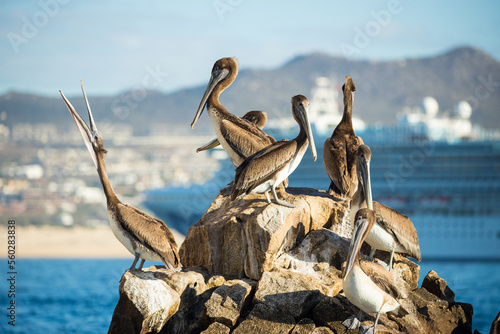 Pelicans of Cabo San Lucas