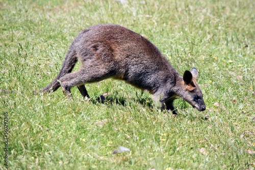 this is a side view of a swamp wallaby walking