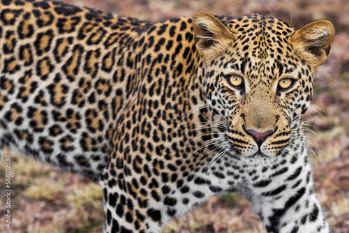 Eye contact with a leopard in the Maasai Mara