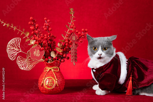 a cute cat wears a hat with rabbit ears with Chinese New Year potted plant at horizontal composition translation of the Chinese is fortune no logo no trademark
