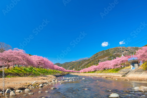 Kawazu Cherry Blossoms in full Bloom