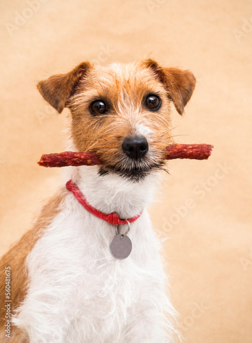 dog holding sausage in mouth
