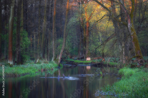 Poranek nad leśną rzeką