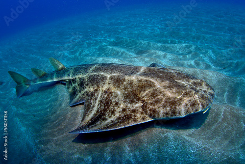 Angelshark en Canarias