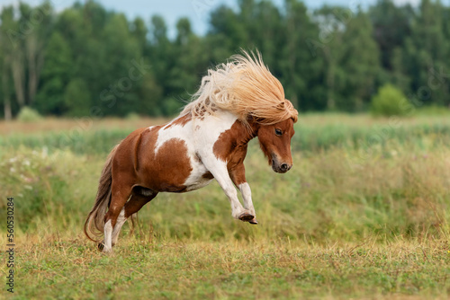 Miniature shetland breed pony running in the field in summer