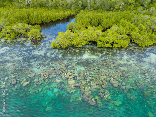 A scenic mangrove forest is fringed by a healthy coral reef in the Solomon Islands. This beautiful country is home to spectacular marine biodiversity and many historic WWII sites.