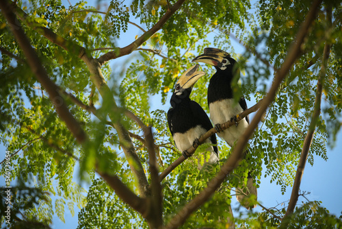 Beautiful oriental pied hornbill on a tree in Kaziranga. Giant hornbill bird on a tree. Indian wildlife birding. Anthracoceros albirostris.