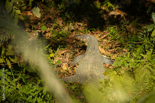 Big monitor lizard bask in Kaziranga. Wild animal in the nature habitat. Kaziranga National Park in indian Assam.