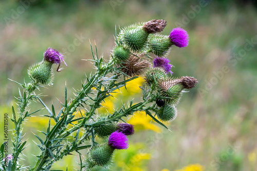 Bull Thistele Plant Growing In The Field In August