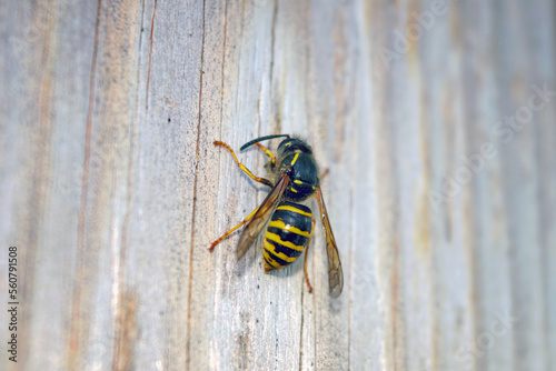 A closeup of a Saxon wasp Dolichovespula saxonica sitting on a weathered wooden board.