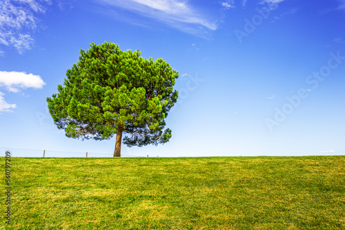 Green Forest panorama with green trees and grass on field.