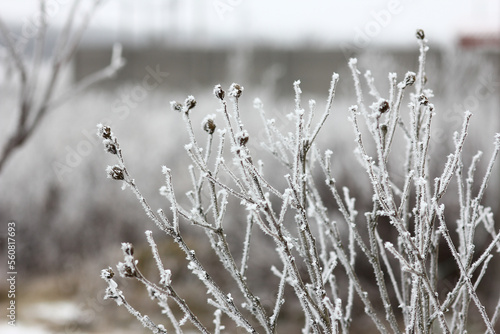 plants frost winter cold snow park
