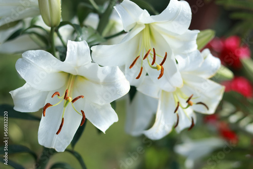 White Easter Lily flowers in garden. Lilies blooming. Blossom Lilium Candidum in a summer. Garden Lillies with white petals. Large flowers in sunny day. Floral background. Madonna Lily. Greeting card