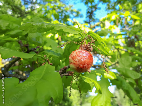 Young gall of gall wasp (Biorhiza pallida) on English oak (Quercus robur). Formed after the wasp lays eggs inside leaf buds and the plant tissues swell as the larvae of the wasp develop inside