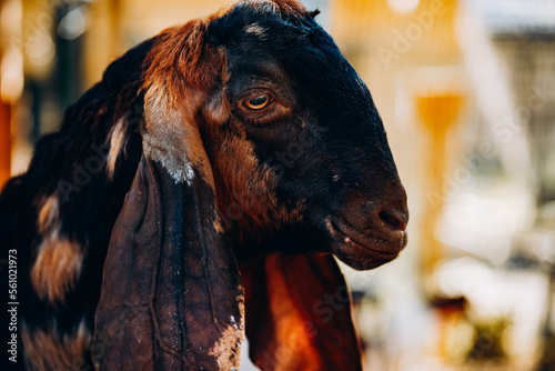 portrait of a dark goat with big ears on a farm