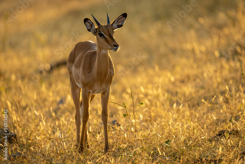 Backlit young male impala stands eyeing camera